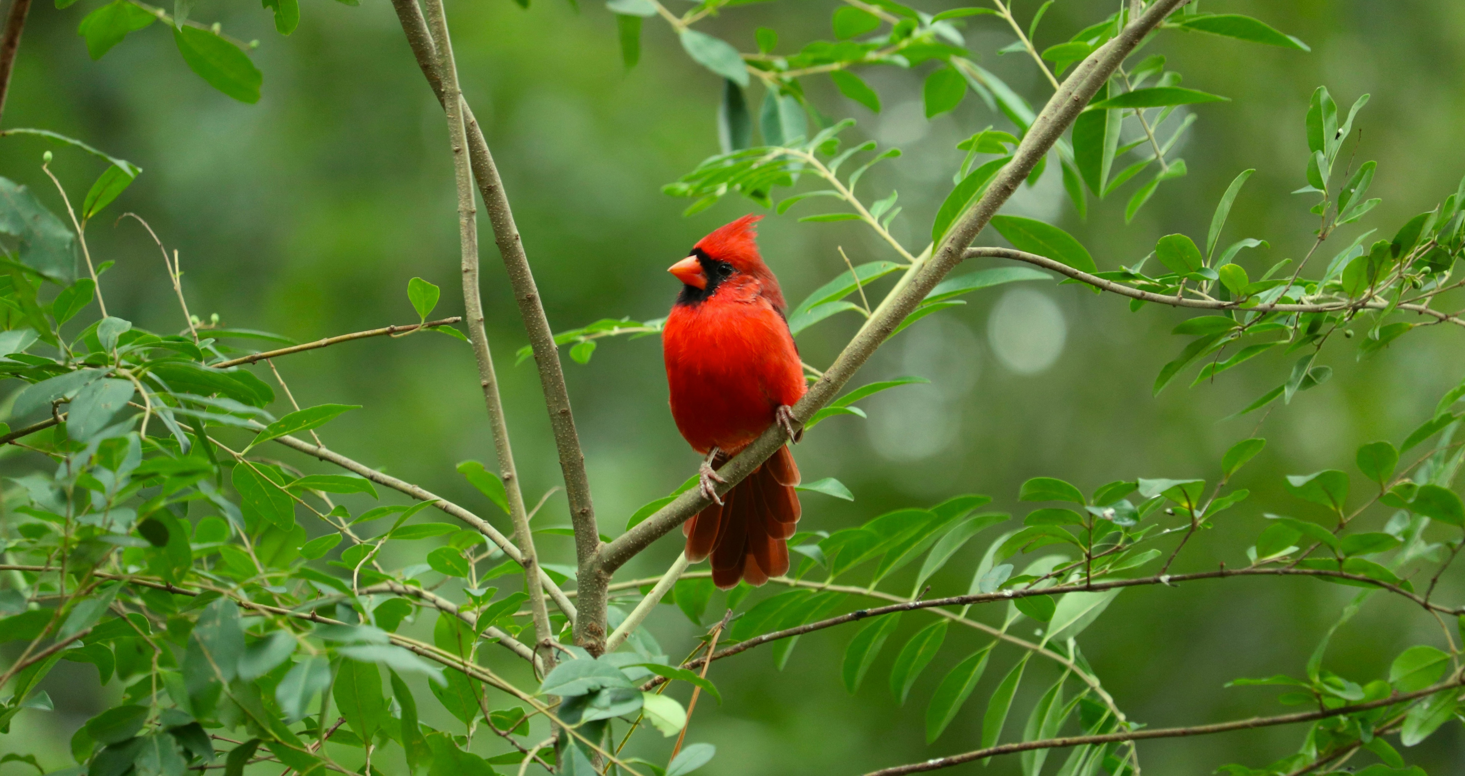 A Northern Cardinal perched on a branch