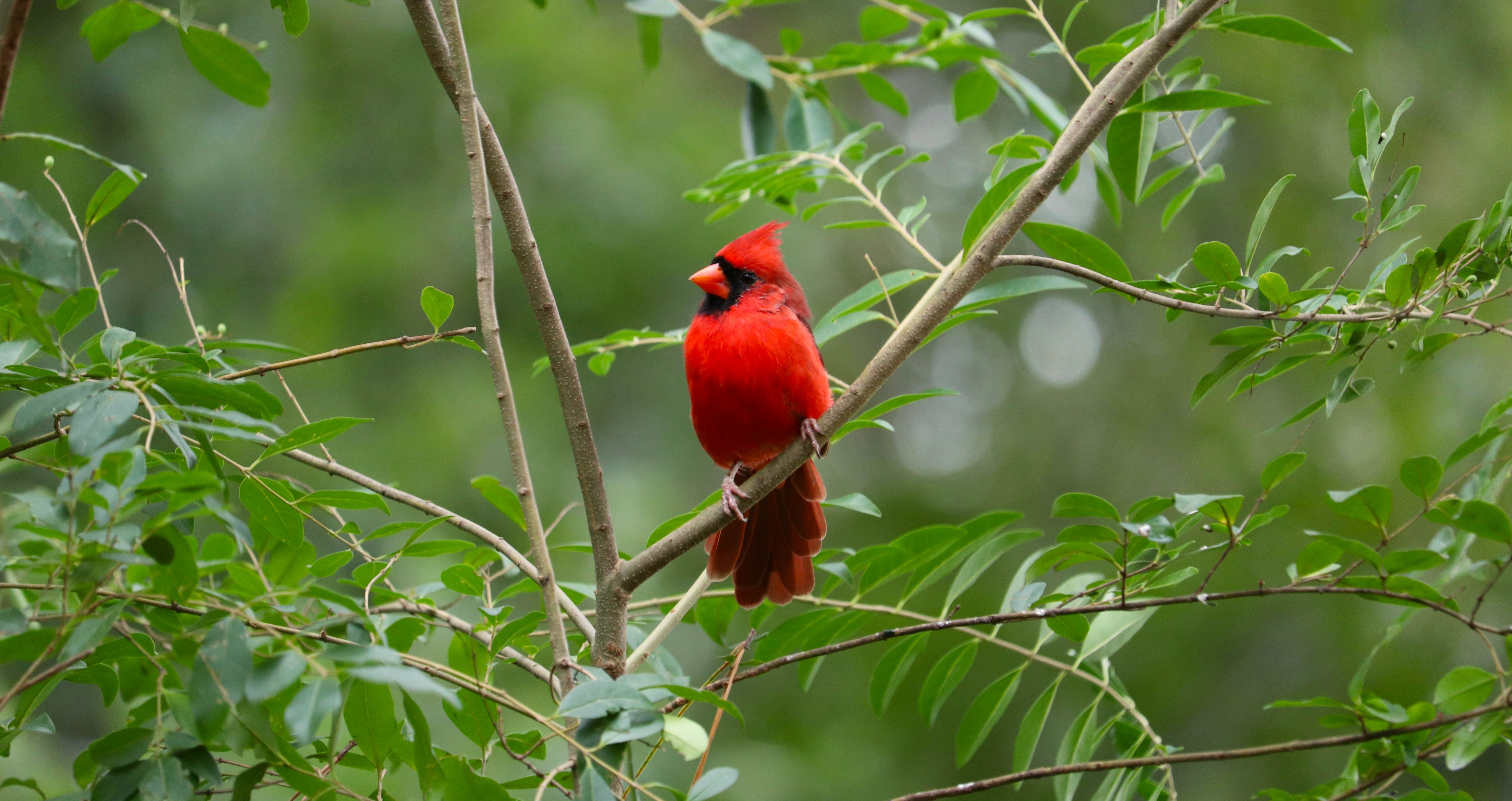 An artistic photograph of a backyard bird feeder.
