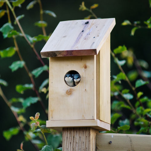 Two small blue birds in bird house.